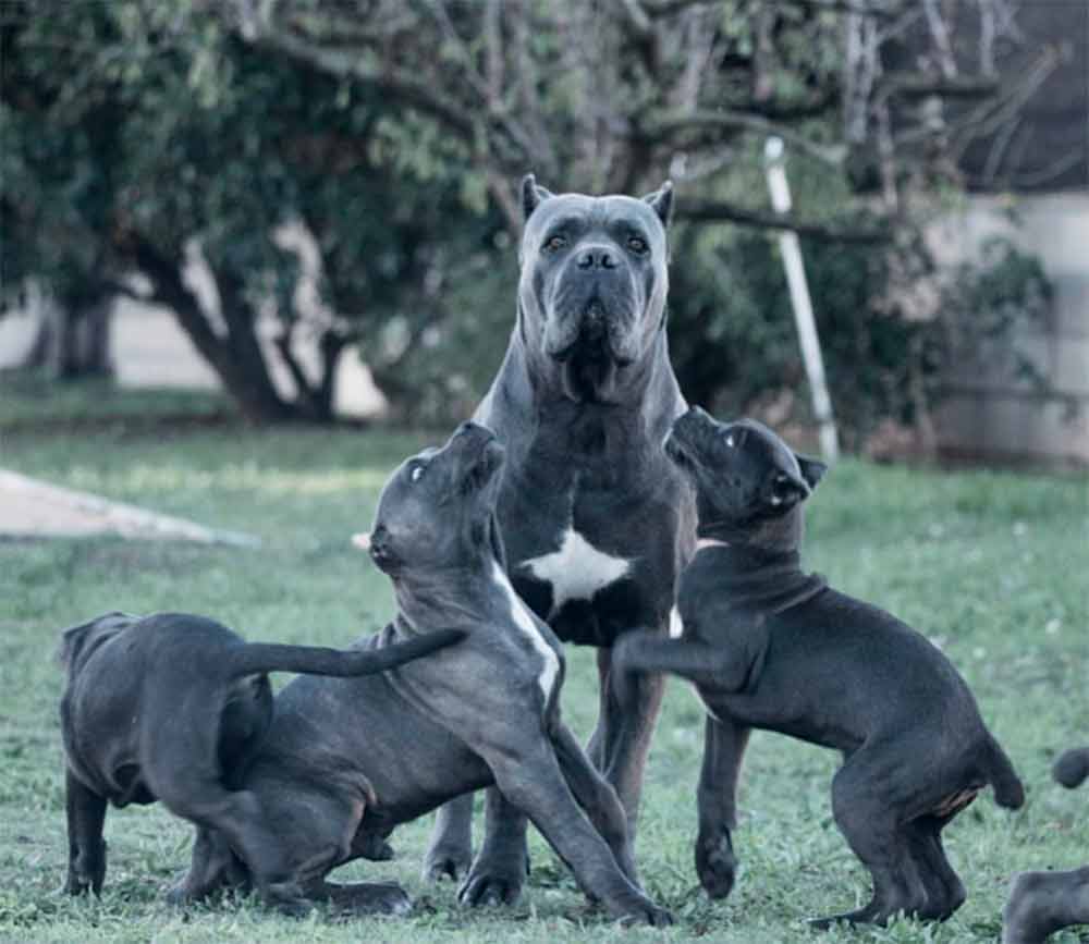 buy cane corso in Cardiff Welsh and for sale cane corso puppies in Cardiff Welsh