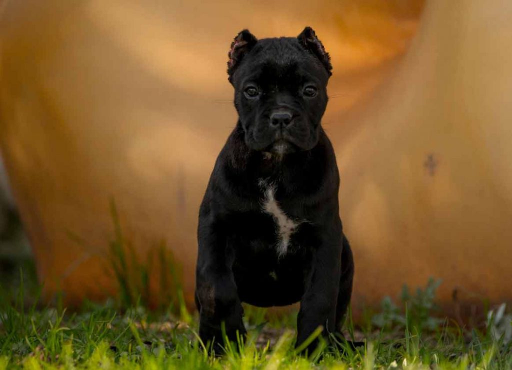 buy cane corso in Cardiff Welsh and for sale cane corso puppies in Cardiff Welsh2