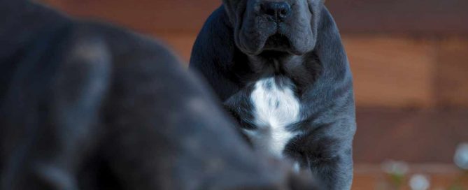 buy cane corso in Chengdu china and for sale cane corso puppies in Chengdu china 在中國成都購買甘蔗corso並在中國成都出售甘蔗corso幼犬4