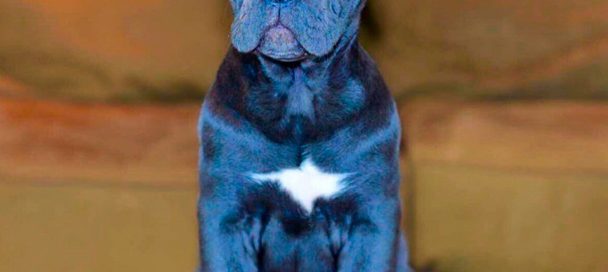 buy cane corso in China 購買甘蔗corso和出售甘蔗corso幼犬