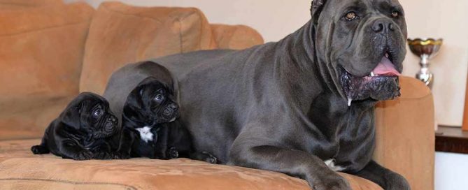 buy cane corso in Colonia Germany kaufen cane corso in kolonien deutschland2