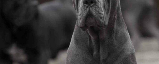 buy cane corso in Edmonton Alberta and acheter un corso de canne à Edmonton Alberta Canada3
