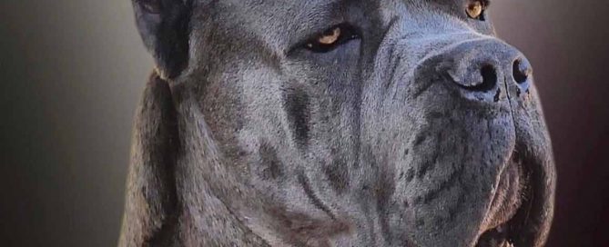 buy cane corso in Essen Germany and puppies for sale in Germany and rietcorso in essen kopen en rietcorsopuppies in essen verkopen4
