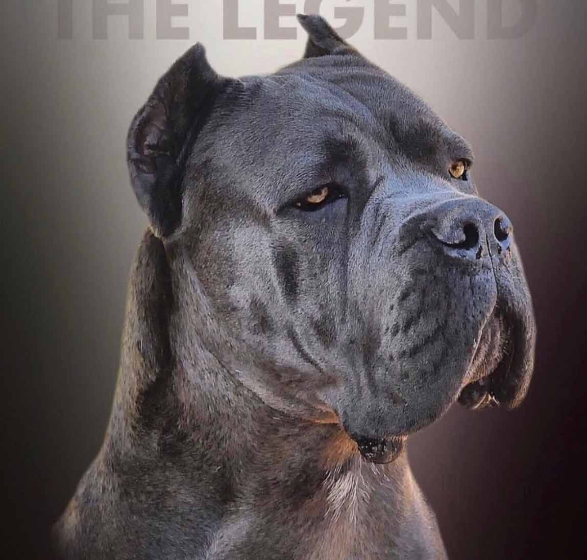 buy cane corso in Essen Germany and puppies for sale in Germany and rietcorso in essen kopen en rietcorsopuppies in essen verkopen4