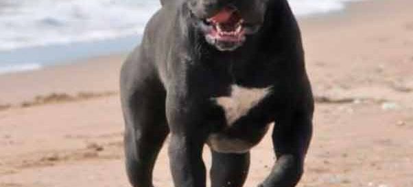 buy cane corso in Fortaleza Brazil and comprar filhotes de cane corso em fortaleza4