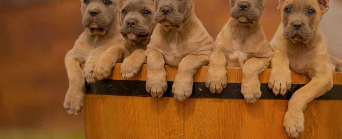 buy cane corso in France and cane corso puppies for sale in france6