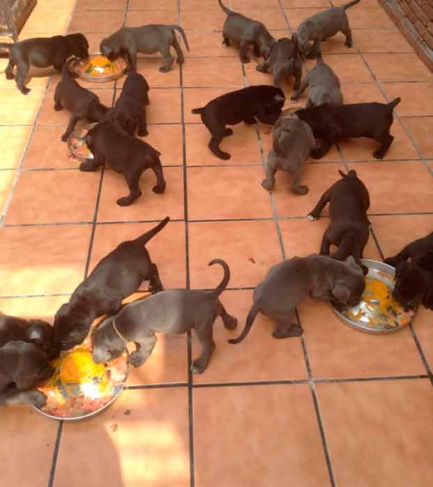 buy cane corso in Leeds England and for sale cane corso puppies in England