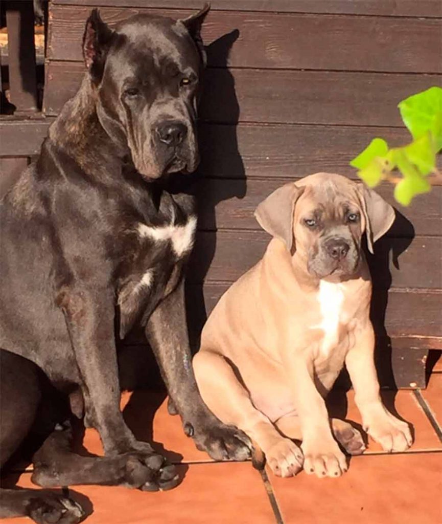 buy cane corso in Leeds England and for sale cane corso puppies in England2
