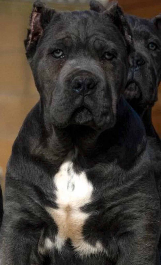 buy cane corso in Leeds England and for sale cane corso puppies in England3