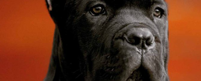 buy cane corso in Leeds England and for sale cane corso puppies in England4