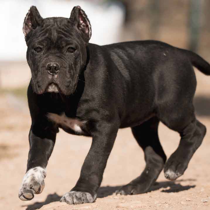 buy cane corso in Liverpool UK and for sale cane corso puppies in liverpool England4