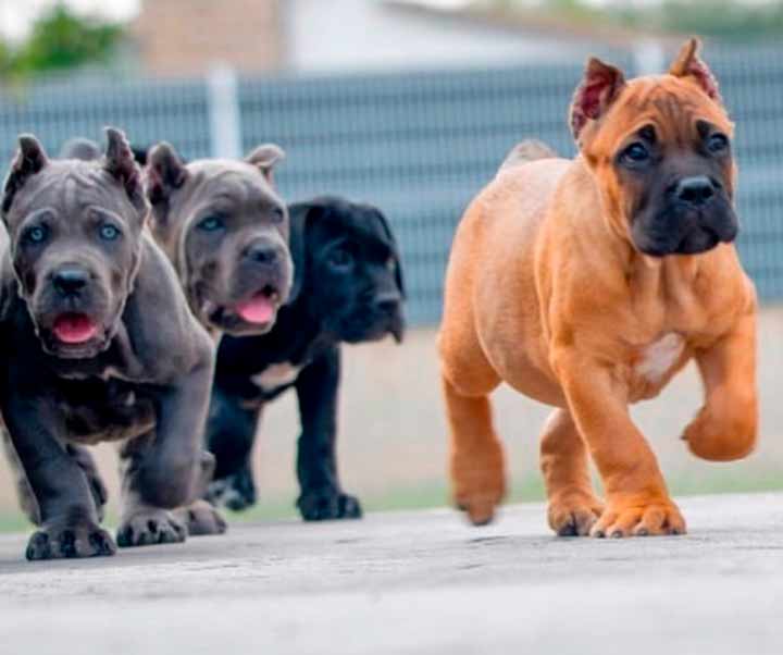 buy cane corso in London England and for sale cane corso
