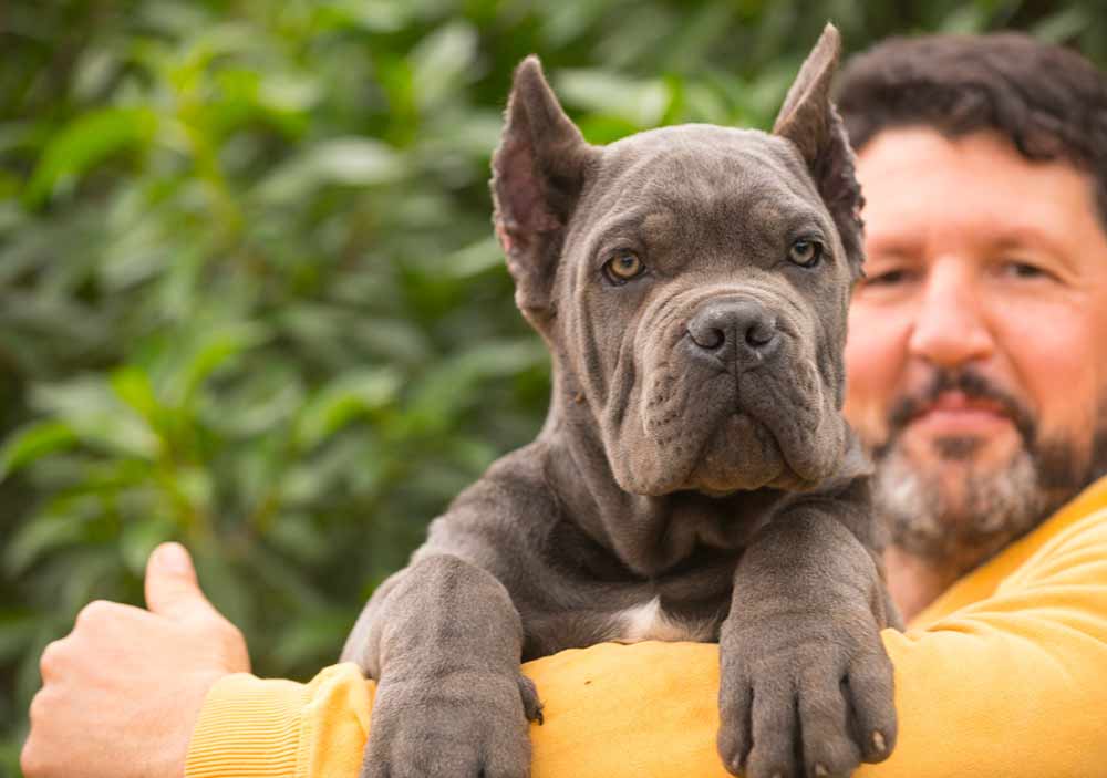 buy cane corso in Manchester uk and for sale the best cane corso puppies in Manchester England3
