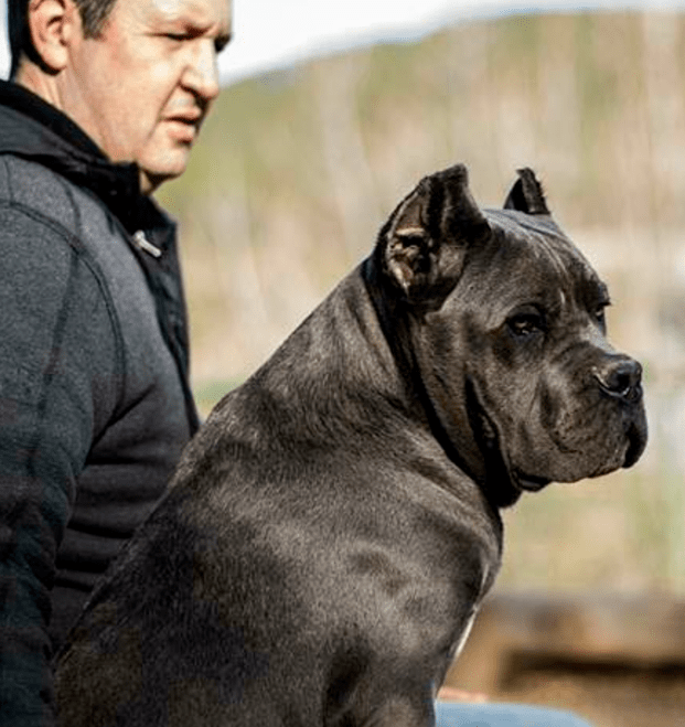buy cane corso in Marseille and cane corso puppies for sale in Marseille France