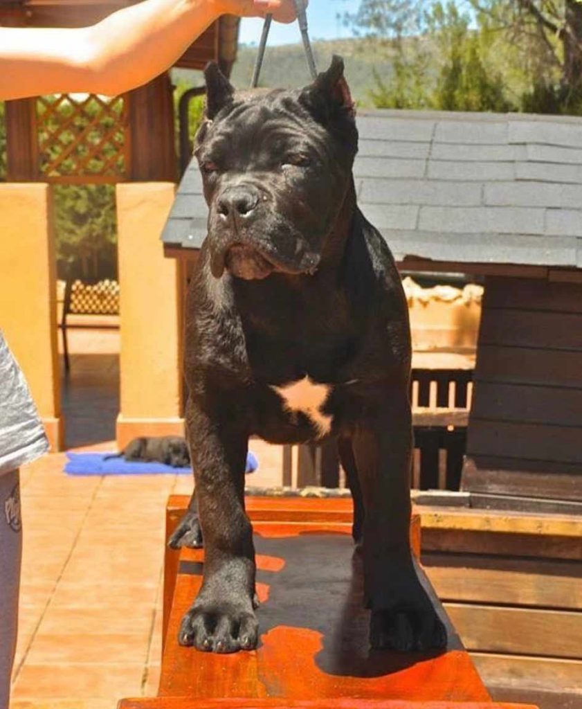 buy cane corso in Marseille and cane corso puppies for sale in Marseille France3