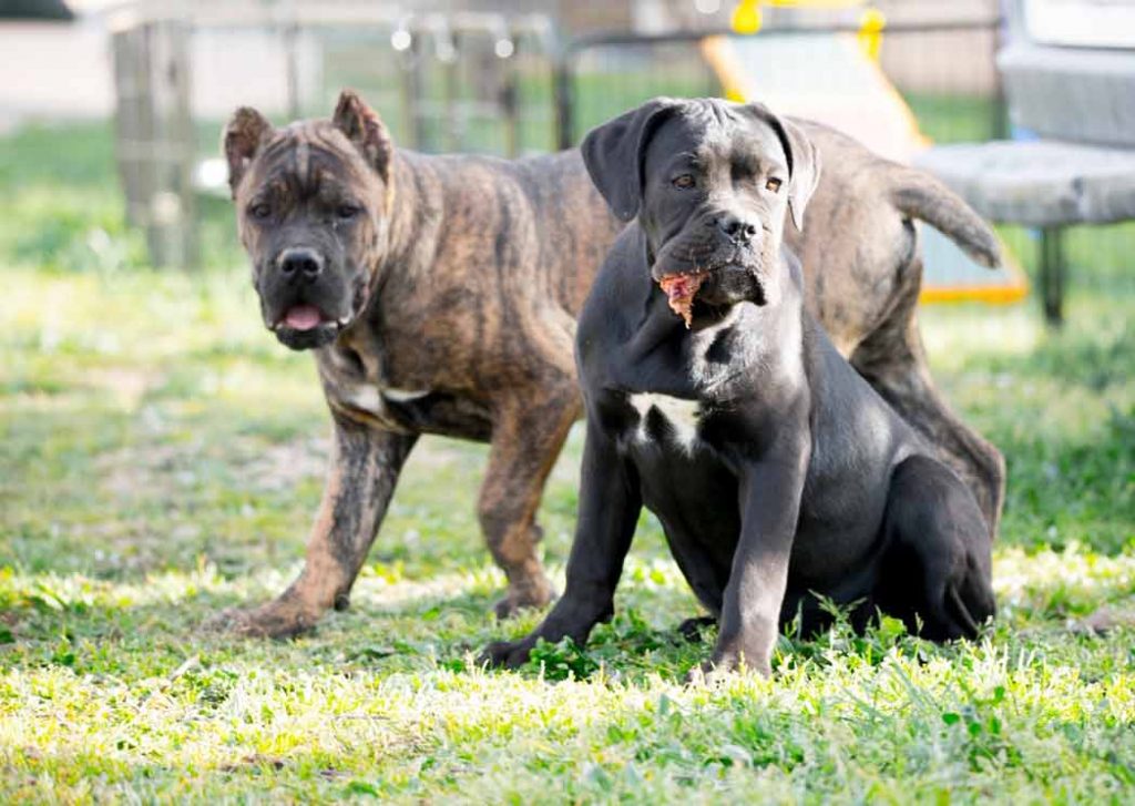 buy cane corso in Montreal Quebec and puppies for sale in Canada Montreal acheter cane corso à montréal québec et vente cane corso chiots2