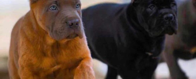 buy cane corso in Montreal Quebec and puppies for sale in Canada Montreal acheter cane corso à montréal québec et vente cane corso chiots3