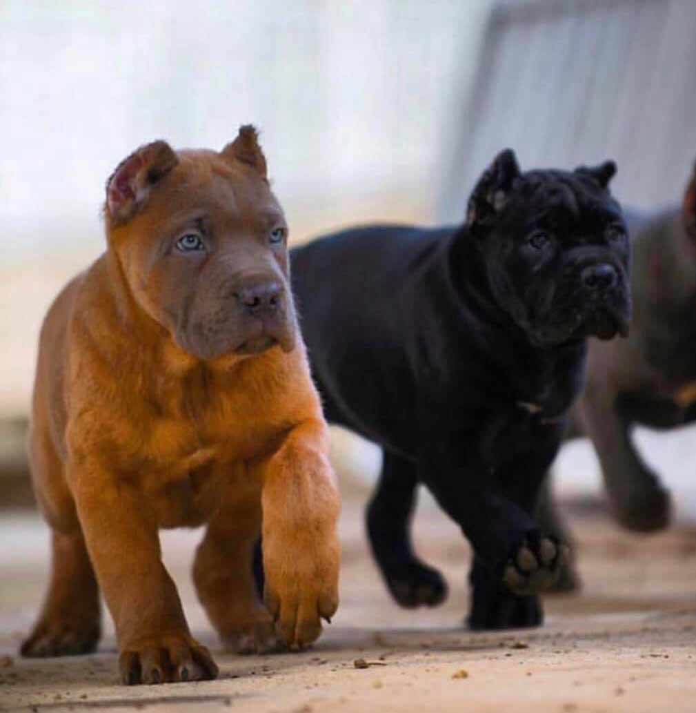 buy cane corso in Montreal Quebec and puppies for sale in Canada Montreal acheter cane corso à montréal québec et vente cane corso chiots3