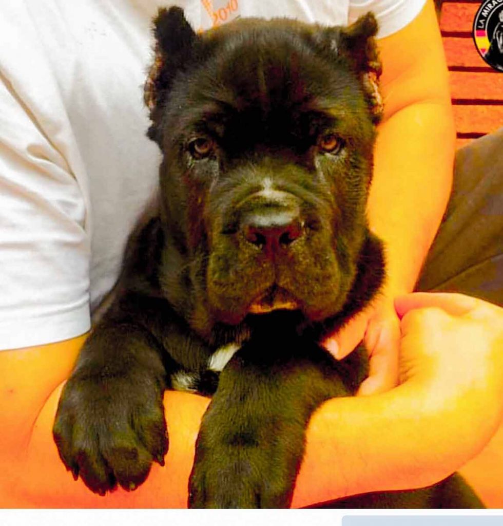 buy cane corso in Montreal Quebec and puppies for sale in Canada Montreal acheter cane corso à montréal québec et vente cane corso chiots4
