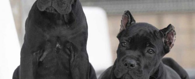 buy cane corso in Naukin china and for sale puppies cane corso in china 在Naukin中国购买甘蔗corso，在中国出售幼犬 Zài Naukin zhōngguó gòumǎi gānzhè corso, zài zhōngguó chūshòu yòu quǎn
