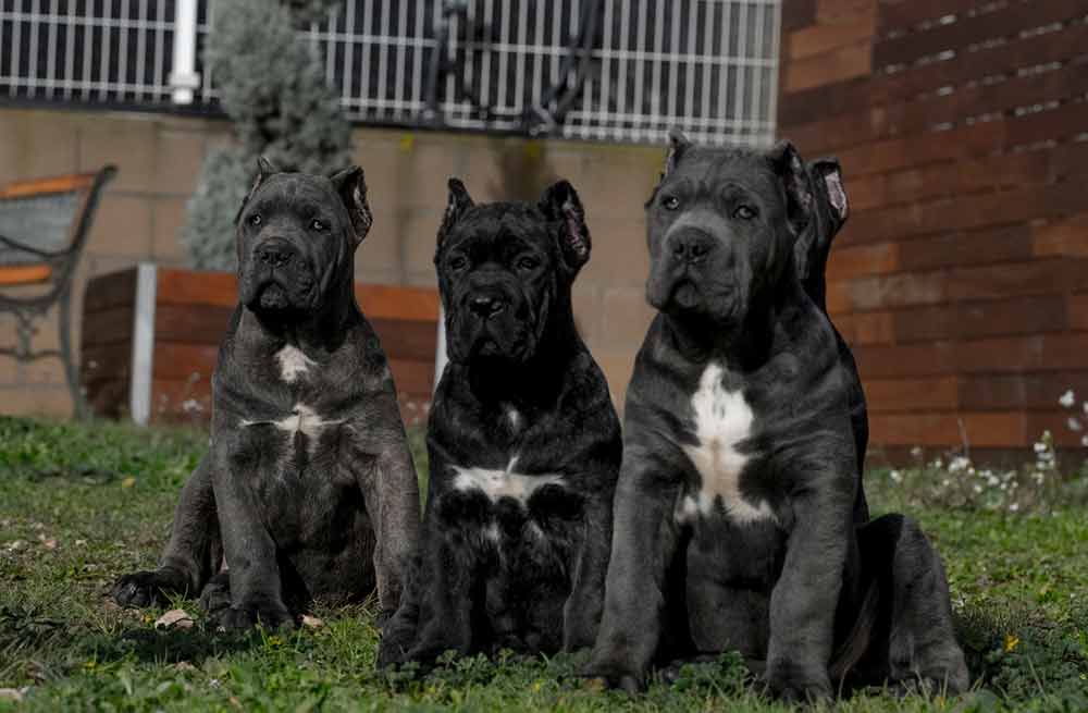 buy cane corso in Norway and for sale cane corso puppies in Norway and Cane corso breeder5