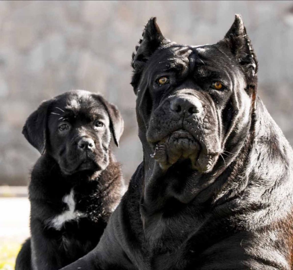buy cane corso in Norway and for sale cane corso puppies in Norway and Cane corso breeder6