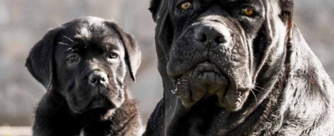 buy cane corso in Norway and for sale cane corso puppies in Norway and Cane corso breeder6
