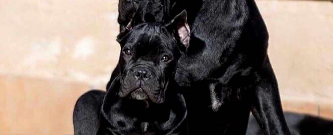 buy cane corso in Pekin 在中國北京購買甘蔗corso並出售甘蔗corso幼犬