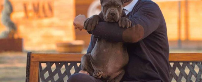 buy cane corso in Salvador de Bahia Brasil comprar cane corso em salvador da bahia brasil e filhotes de cane corso3