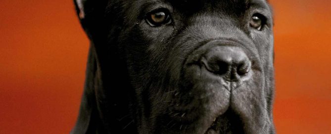 buy cane corso in Shenzhen China 在中國深圳購買甘蔗corso和甘蔗corso小狗出售3