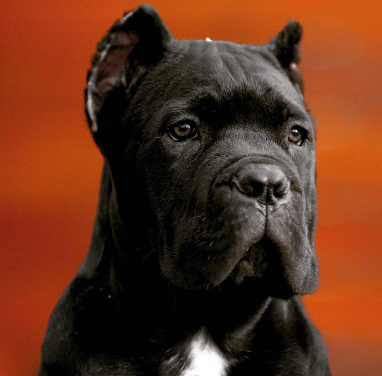 buy cane corso in Shenzhen China 在中國深圳購買甘蔗corso和甘蔗corso小狗出售3