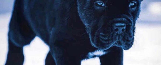 buy cane corso in Tianjin China and cane corso puppies for sale in Tianjin China 在中國天津購買甘蔗corso和在中國天津出售甘蔗corso幼犬3