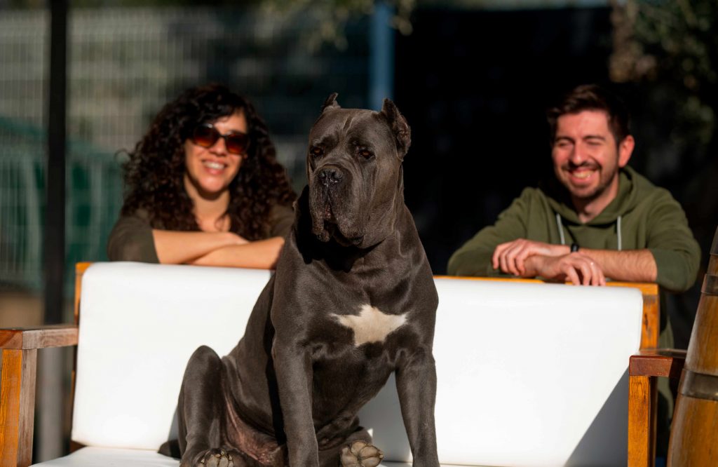 buy cane corso in United Kingdom and for sale the best cane corso puppies in United Kingdom