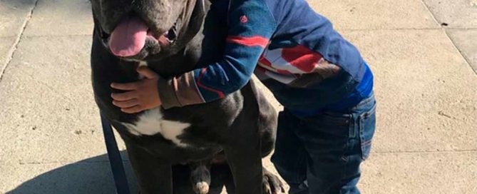 buy cane corso in United Kingdom and for sale the best cane corso puppies in United Kingdom1