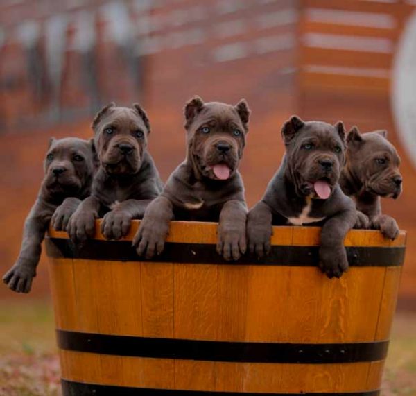 buy cane corso in birmingham england and for sale cane corso puppies in