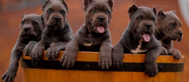 buy cane corso in birmingham england and for sale cane corso puppies in birmingham england3