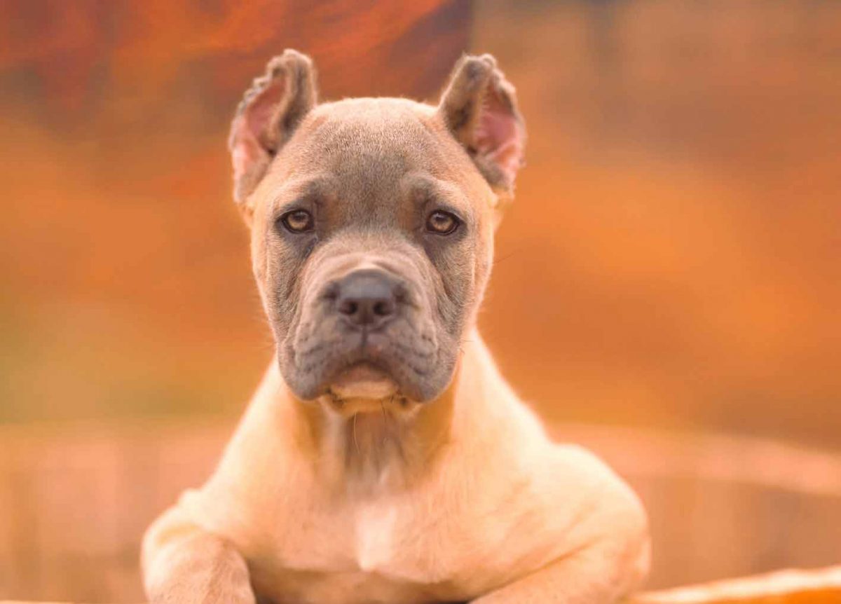 buy cane corso in birmingham england and for sale cane corso puppies in