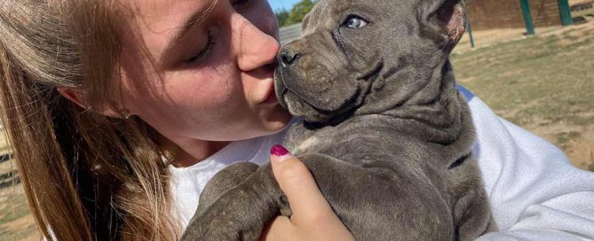 buy cane corso in bremen and for sale cane corso puppies in Germany rietcorso kopen in Duitsland4