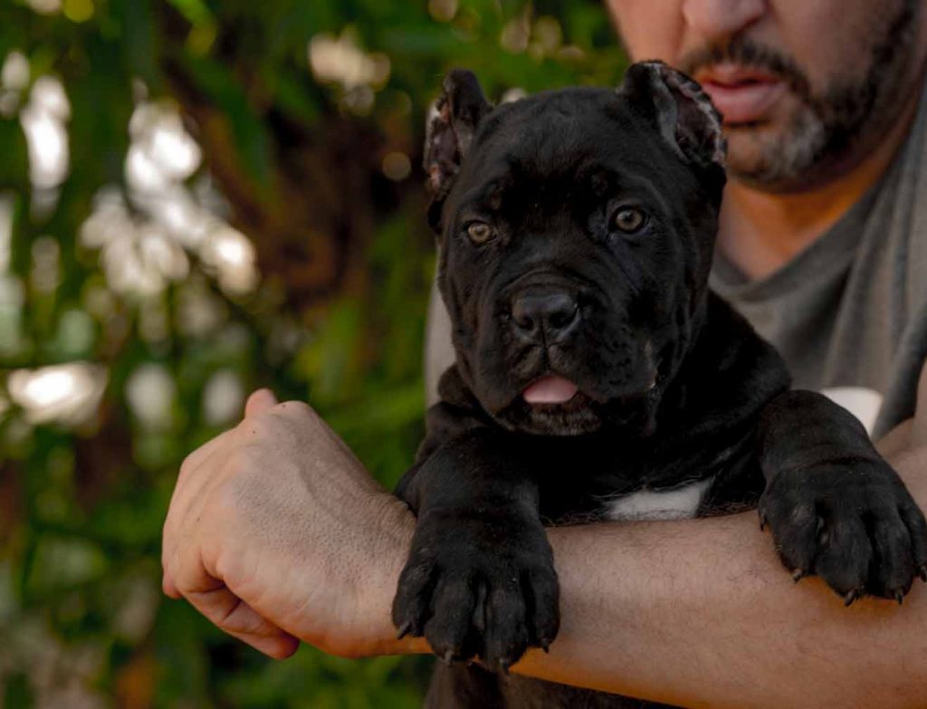 buy cane corso in canton 在中國廣州購買甘蔗corso並出售甘蔗corso幼犬1