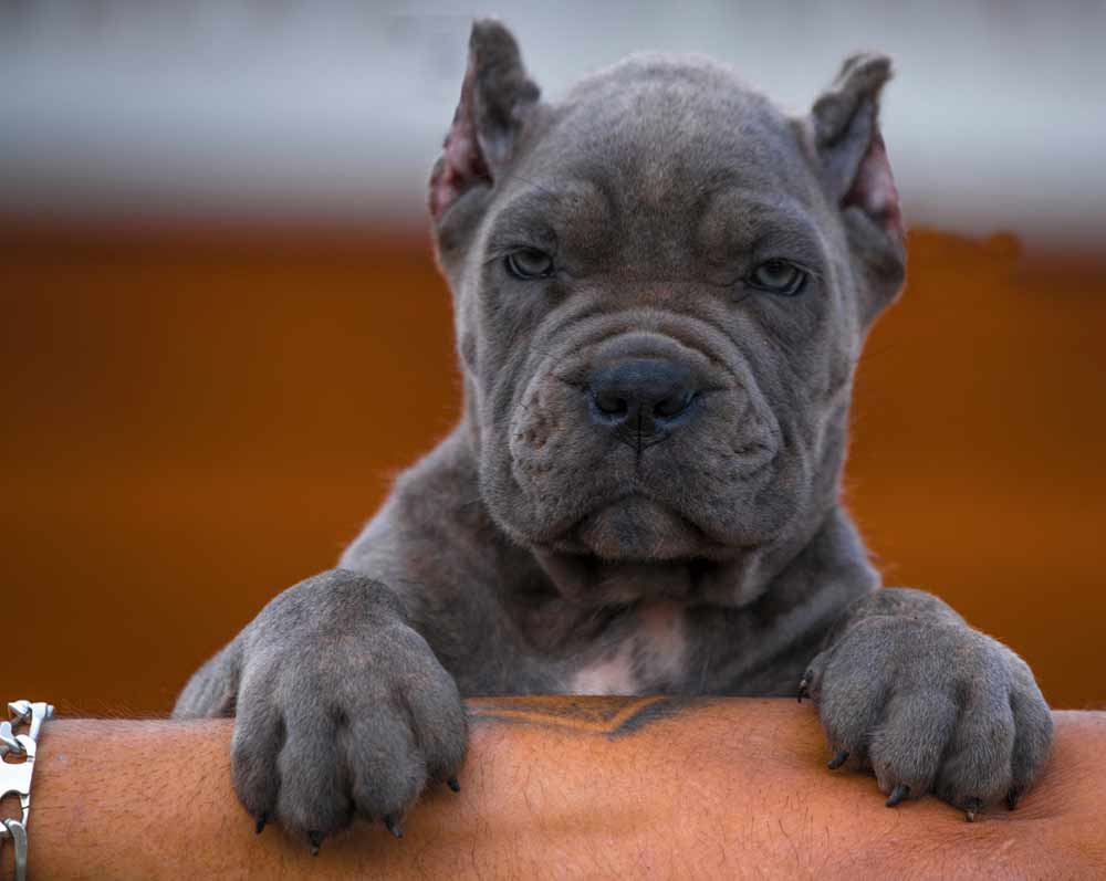 buy cane corso in canton 在中國廣州購買甘蔗corso並出售甘蔗corso幼犬3