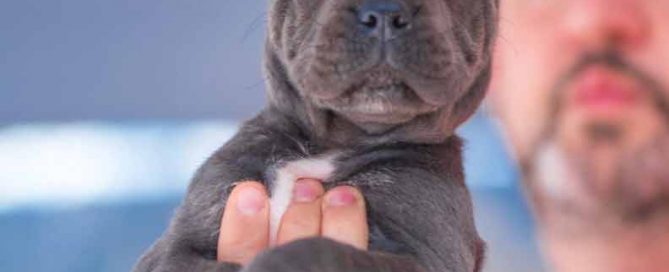 buy cane corso in canton 在中國廣州購買甘蔗corso並出售甘蔗corso幼犬5