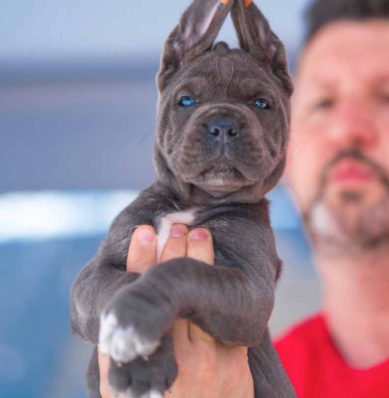 buy cane corso in canton 在中國廣州購買甘蔗corso並出售甘蔗corso幼犬5