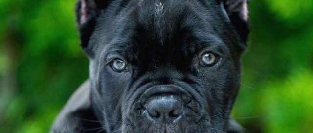 buy cane corso in chongqing china 在中國重慶購買甘蔗corso，在中國出售幼犬 Zài zhōngguó chóngqìng gòumǎi gānzhè corso, zài zhōngguó chūshòu yòu quǎn2