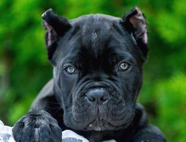 buy cane corso in chongqing china 在中國重慶購買甘蔗corso，在中國出售幼犬 Zài zhōngguó chóngqìng gòumǎi gānzhè corso, zài zhōngguó chūshòu yòu quǎn2