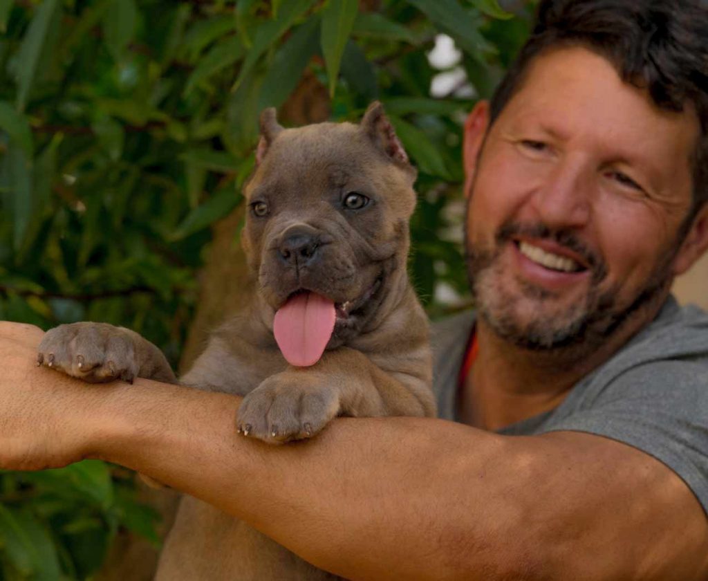 buy cane corso in chongqing china 在中國重慶購買甘蔗corso，在中國出售幼犬 Zài zhōngguó chóngqìng gòumǎi gānzhè corso, zài zhōngguó chūshòu yòu quǎn4