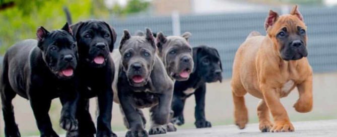 buy cane corso in france and puppies for sale acheter cane corso en france et chiots à vendre4