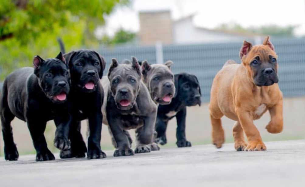 buy cane corso in france and puppies for sale acheter cane corso en france et chiots à vendre4