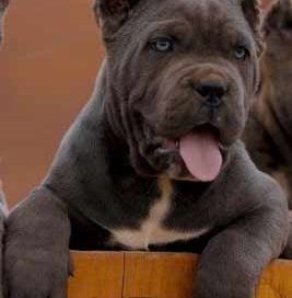 buy cane corso in glasgow scotland and for sale cane corso puppies in glasgow scotland5