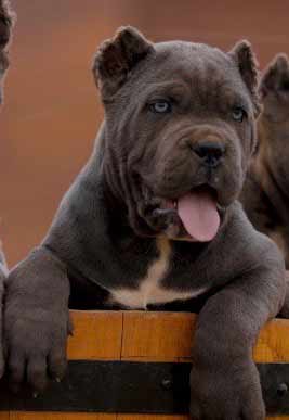 buy cane corso in glasgow scotland and for sale cane corso puppies in glasgow scotland5