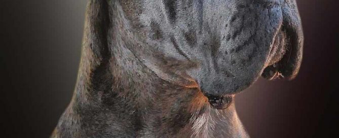 buy cane corso in hong kong china and for sale cane corso puppies in hong kong china 在中國香港購買甘蔗corso，在中國香港出售甘蔗corso小狗3